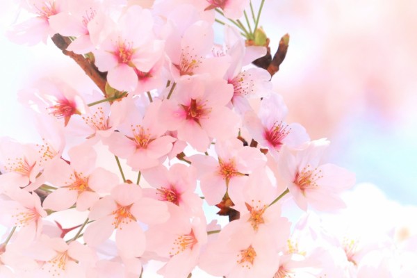 伊豆半島桜リレー