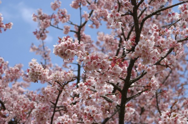 伊豆半島桜リレー
